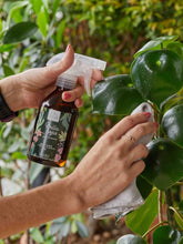 brilla-hojas-para-plantas-jardineria-en-casa-cuidado-de-plantas-habibi-plantitas.jpg